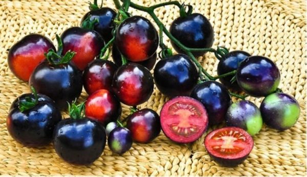 بذر گوجه فرنگی سیاه ایندیگو