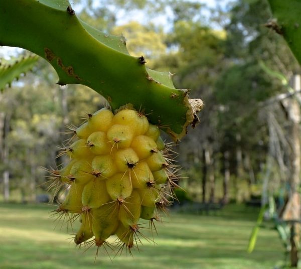 بذر کاکتوس میوه اژدها زرد