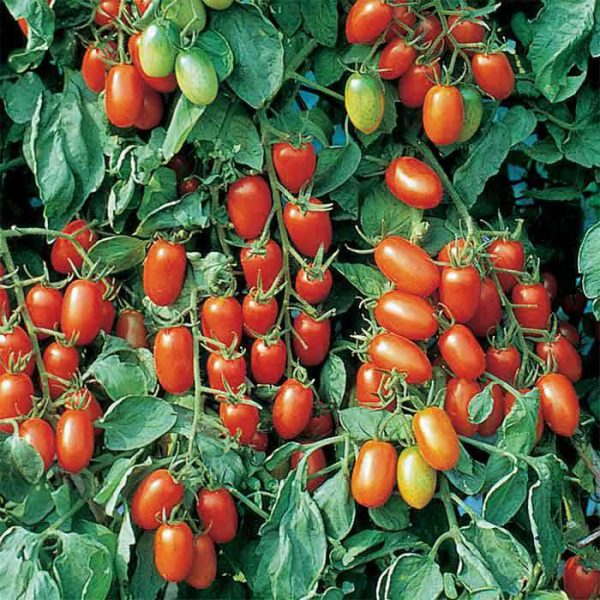 بذر گوجه فرنگی زیتونی میکس