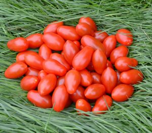 بذر گوجه فرنگی زیتونی کلاسیک ارگانیک