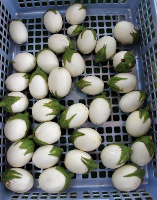 بذر بادمجان سفید تخم مرغی پربار و زودرس