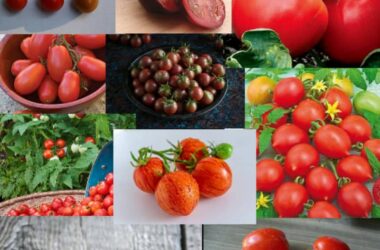 کاشت بذر انواع گوجه فرنگی