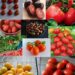 بذر ۱۰ رقم گوجه فرنگی