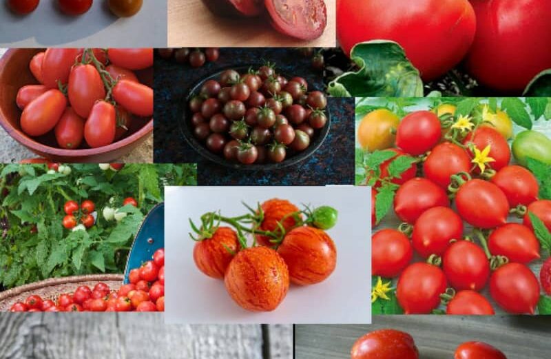 کاشت بذر انواع گوجه فرنگی